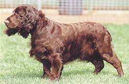 犬を家族に迎える前に